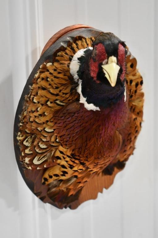 Taxidermy Pheasant Shoulder Mount On Wood Plaque