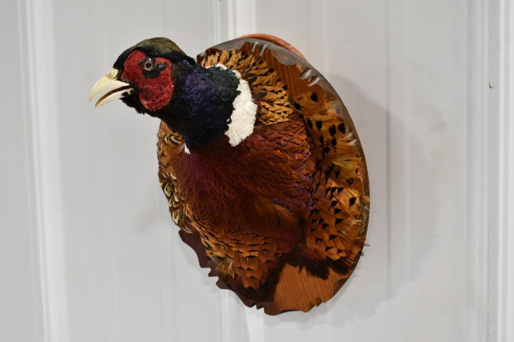 Taxidermy Pheasant Shoulder Mount On Wood Plaque