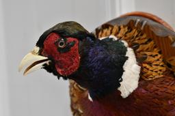 Taxidermy Pheasant Shoulder Mount On Wood Plaque