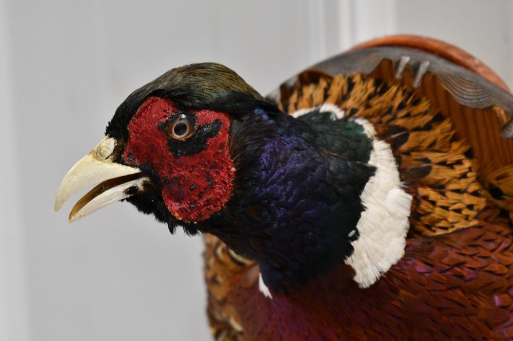 Taxidermy Pheasant Shoulder Mount On Wood Plaque