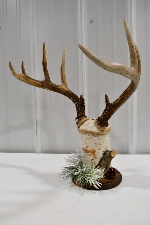 9-Point Deer Rack On Birch Wood Display