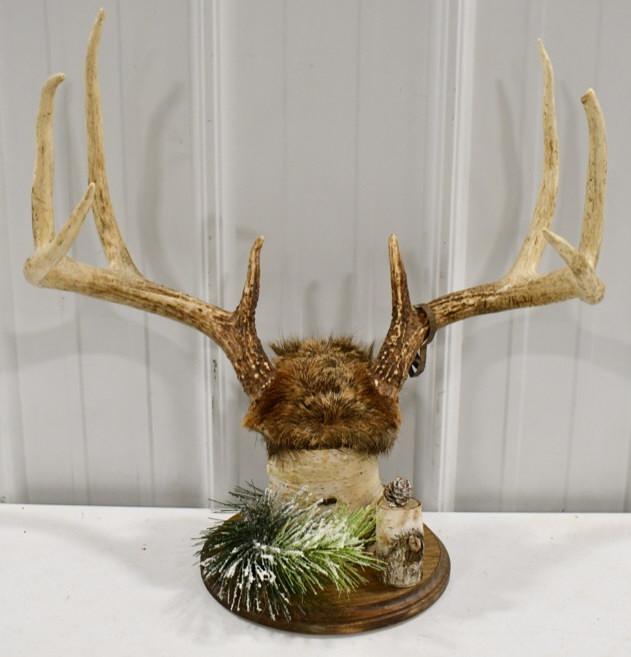 8-Point Deer Rack On Birch Wood Display