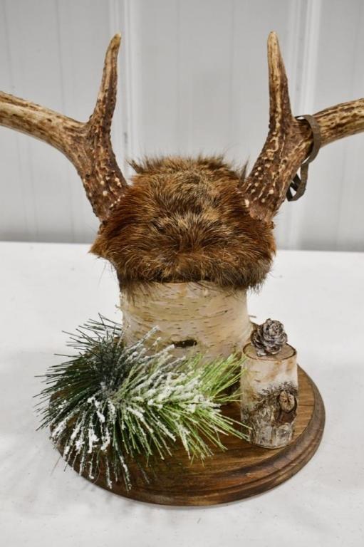 8-Point Deer Rack On Birch Wood Display