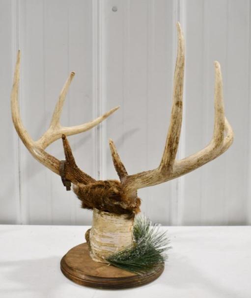 8-Point Deer Rack On Birch Wood Display