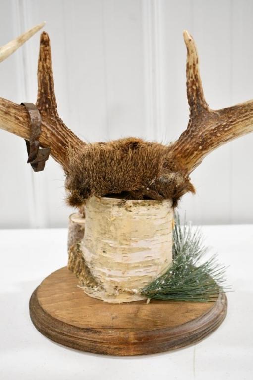 8-Point Deer Rack On Birch Wood Display