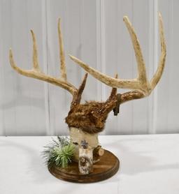 8-Point Deer Rack On Birch Wood Display