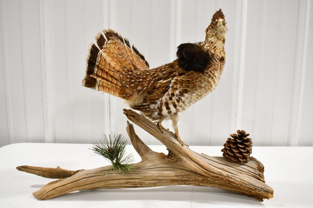 Full Body Ruffed Grouse On Driftwood Base