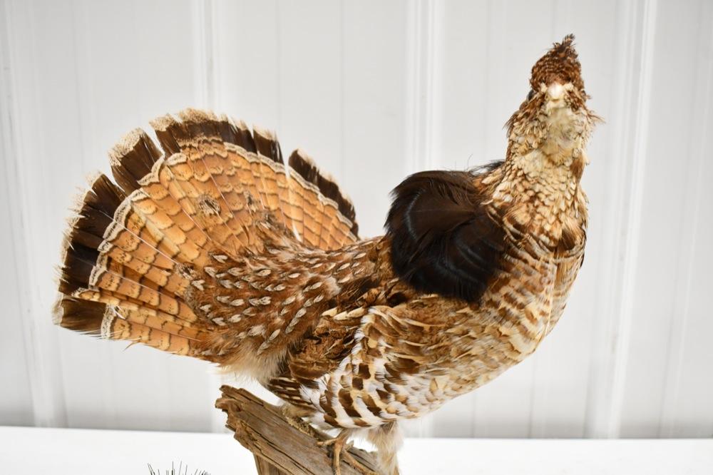 Full Body Ruffed Grouse On Driftwood Base