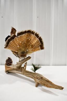 Full Body Ruffed Grouse On Driftwood Base