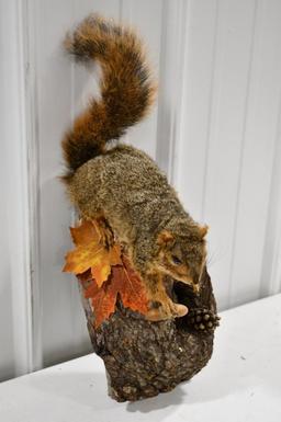 Full Body Fox Squirrel Wall Mount Display