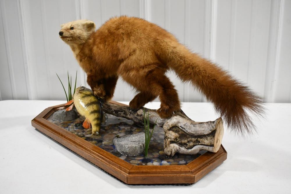 Full Body Pine Marten On Deluxe Base w Perch