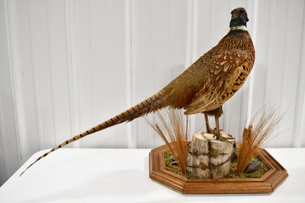 Full Body Standing Pheasant On Tabletop Base