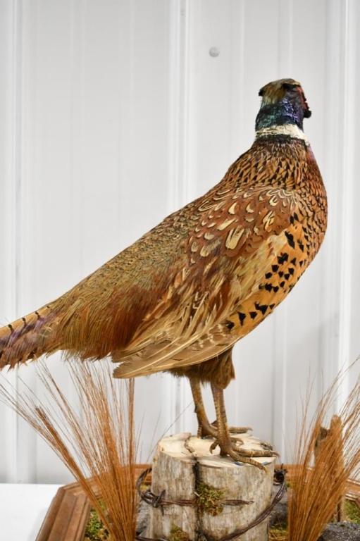 Full Body Standing Pheasant On Tabletop Base