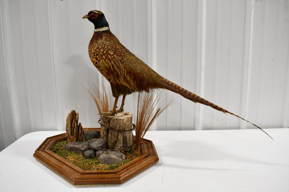 Full Body Standing Pheasant On Tabletop Base