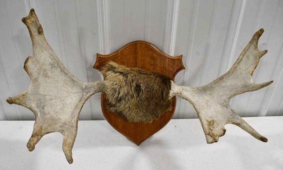 Moose Antler Rack On Wood Wall Mount Plaque