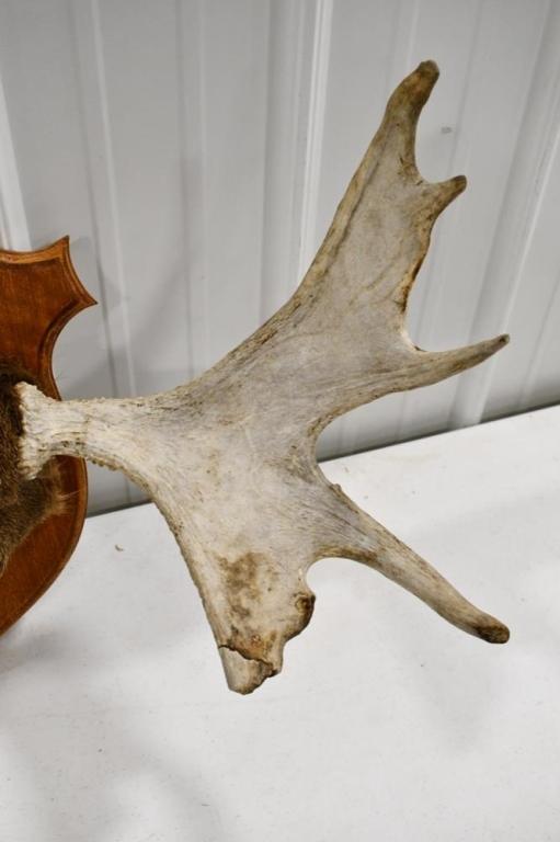 Moose Antler Rack On Wood Wall Mount Plaque