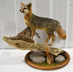 Full Body Grey Fox w/ Chukar Mount On Deluxe Base