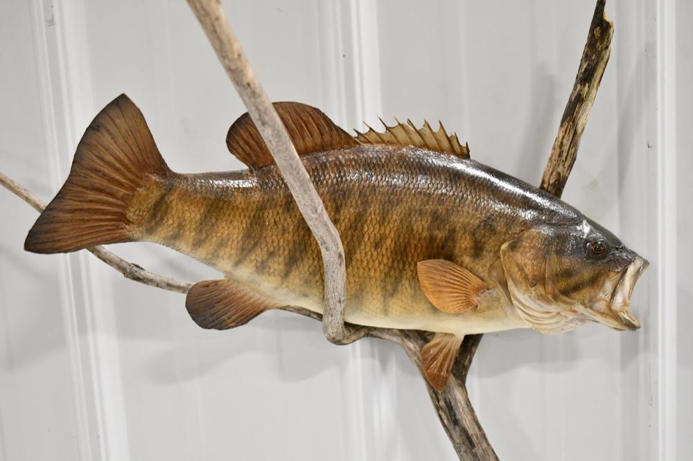 Full Body Small Mouth Bass w Drift Wood Wall Moutn