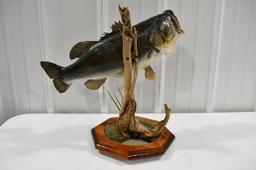 Full Body Large Mouth Bass On Deluxe Resin Base