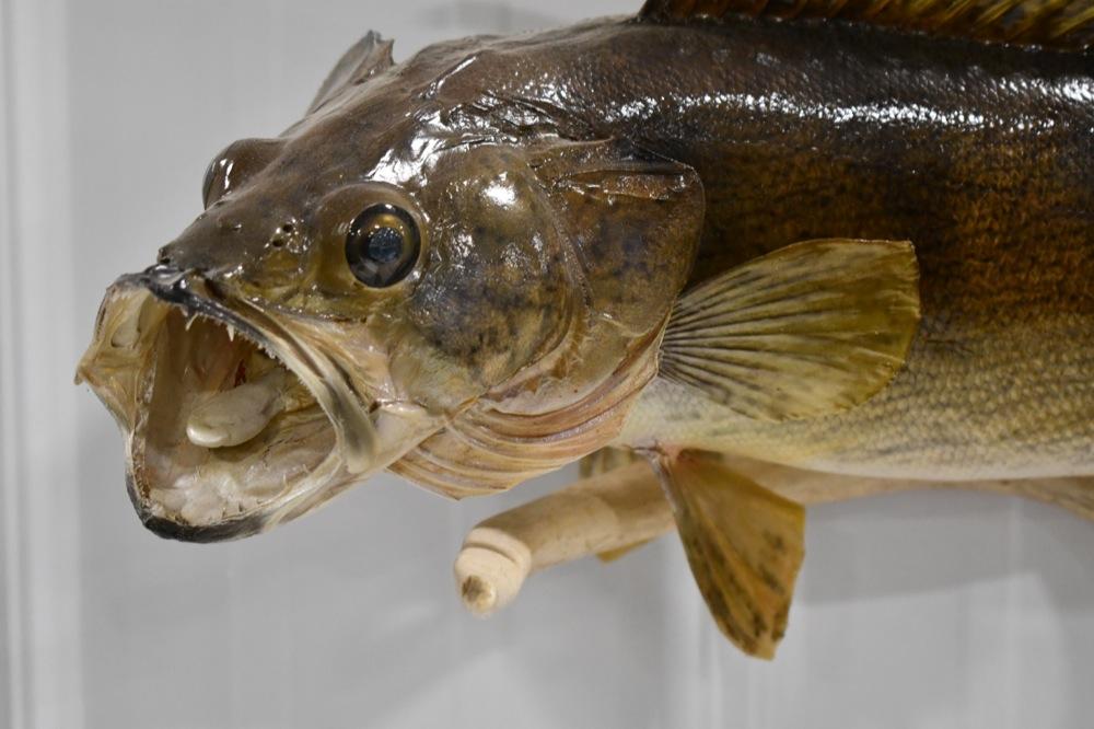 Full Body Walleye Taxidermy Wall Mount