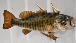 Full Body Trophy Small Mouth Bass Wall Mount