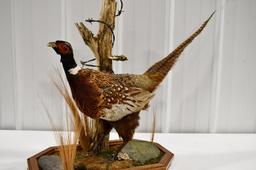 Full Body Standing Pheasant On Tabletop Base