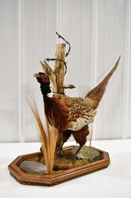 Full Body Standing Pheasant On Tabletop Base