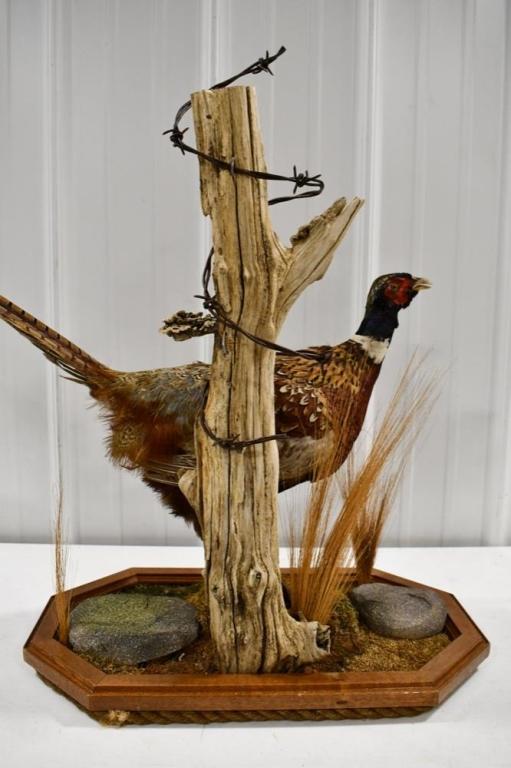 Full Body Standing Pheasant On Tabletop Base