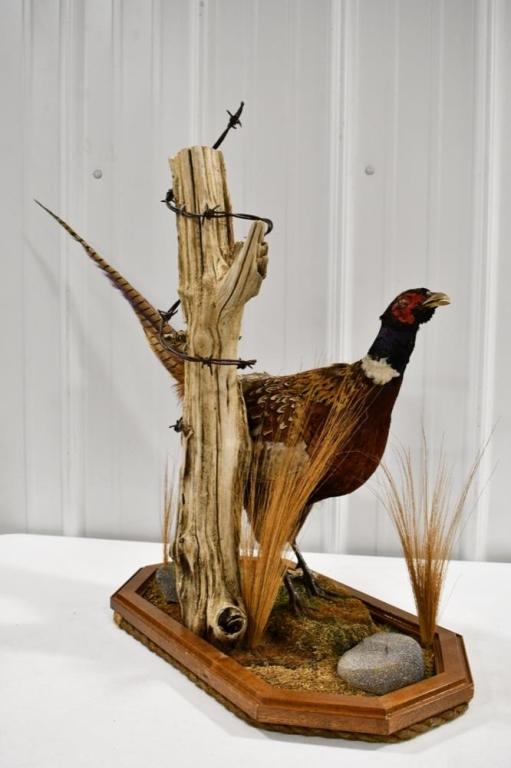 Full Body Standing Pheasant On Tabletop Base