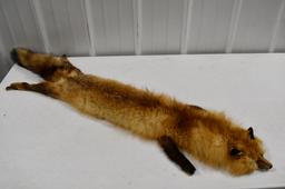 Full Body Taxidermy Soft Tanned Red Fox Rug