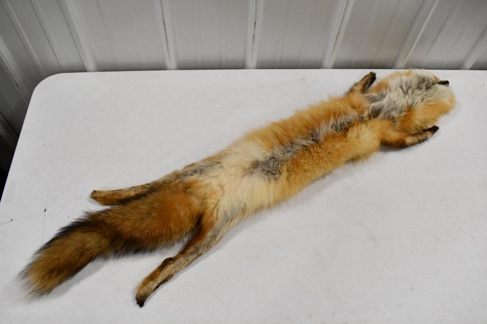 Full Body Taxidermy Soft Tanned Red Fox Rug