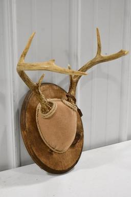 7-Point Deer Rack Wrapped w Leather On Wood Plaque