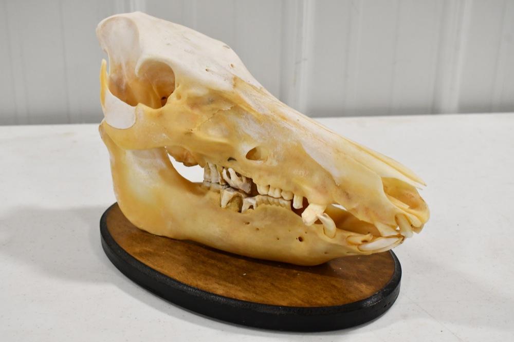 Full Boar Skull On Deluxe Wooden Plaque