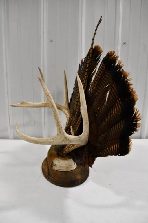 8-Point Deer Rack w/ Turkey Fan + Pheasant Feather