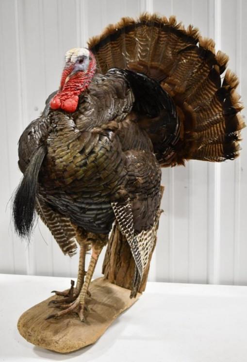 Full Body Turkey Taxidermy Wall Mount