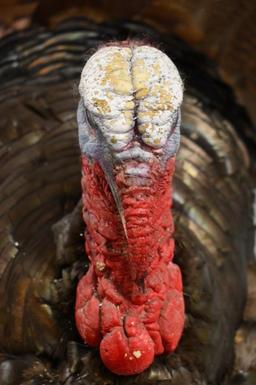 Full Body Turkey Taxidermy Wall Mount
