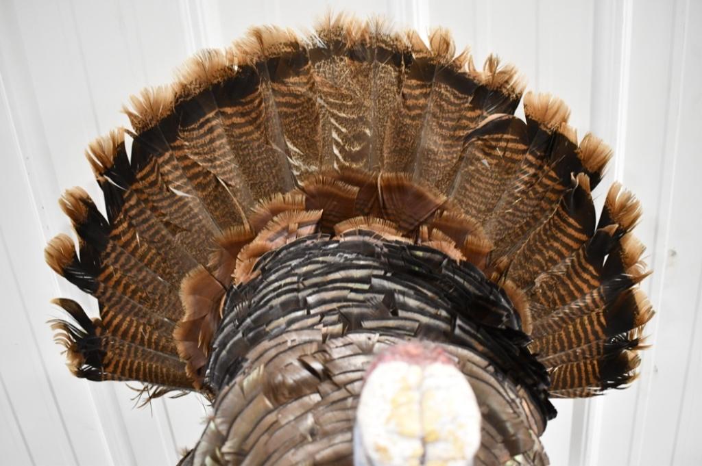 Full Body Turkey Taxidermy Wall Mount