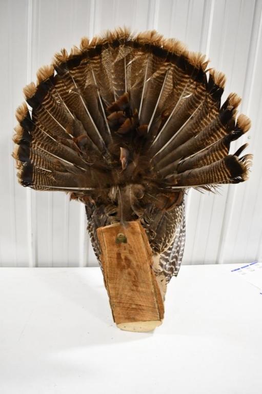 Full Body Turkey Taxidermy Wall Mount