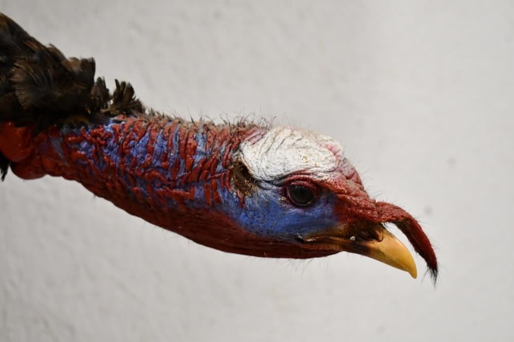 Full Body Flying Turkey Taxidermy Wall Mount