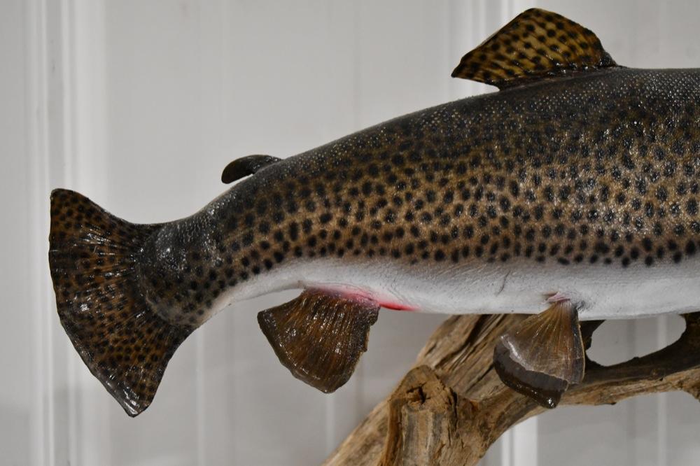 Full Body Leopard Trout On Driftwood Wall Mount