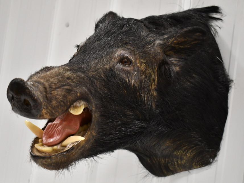 Taxidermy Black Boar Shoulder  Wall Mount