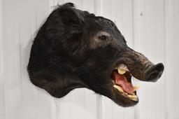 Taxidermy Black Boar Shoulder  Wall Mount