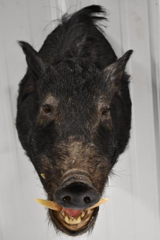 Taxidermy Black Boar Shoulder  Wall Mount