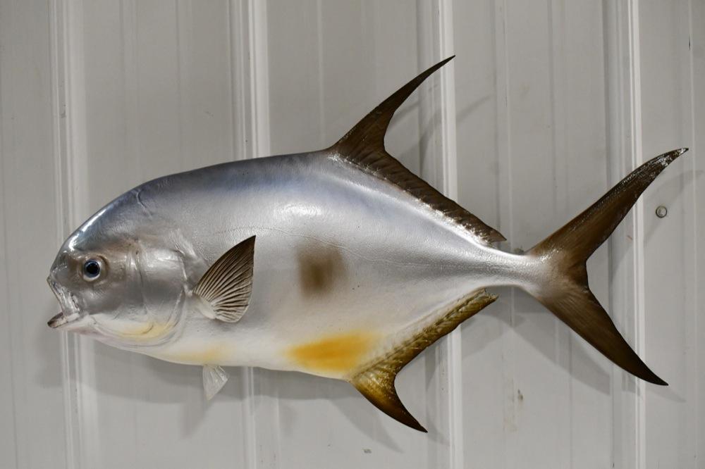 Full Body Salt Water Pompano Fish Wall Mount