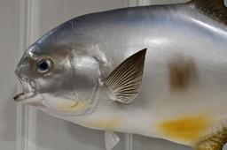 Full Body Salt Water Pompano Fish Wall Mount