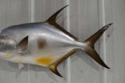 Full Body Salt Water Pompano Fish Wall Mount