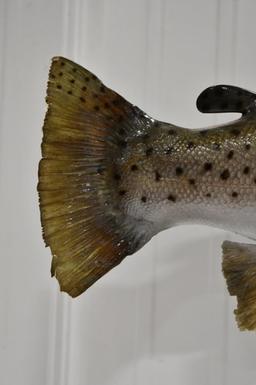 Full Body Brown Trout Taxidermy Wall Mount