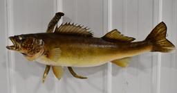 Full Body Walleye w/ Single Deer Antler Wall Mount