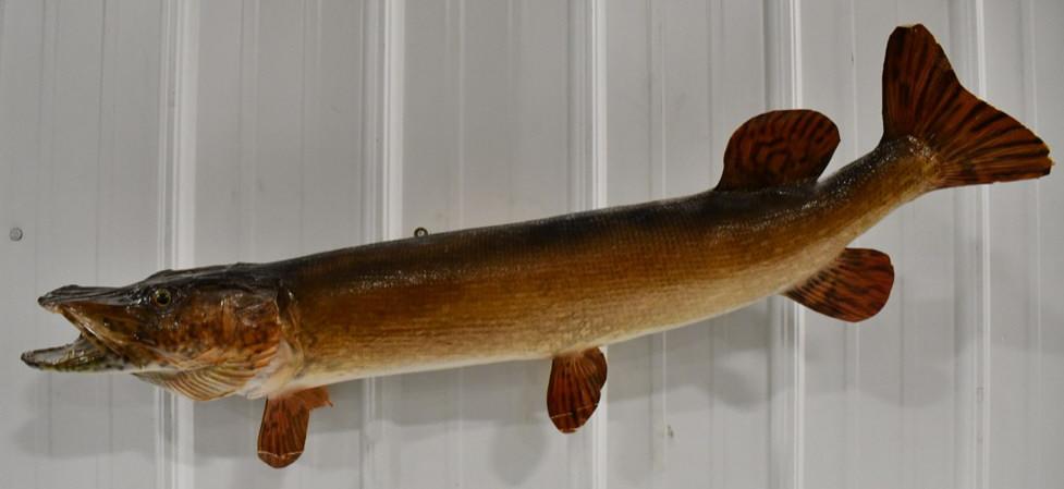 Full Body Muskie Taxidermy Wall Mount