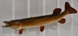 Full Body Muskie Taxidermy Wall Mount